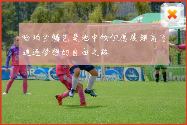 哈珀金鳞岂是池中物但愿展翅高飞追逐梦想的自由之路